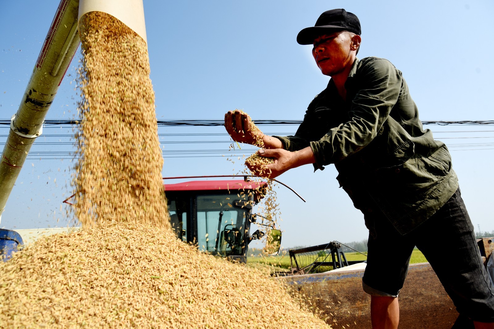 稻花香里說(shuō)豐年丨忙收割、忙接單……中原大地全面進(jìn)入“收秋時(shí)間”