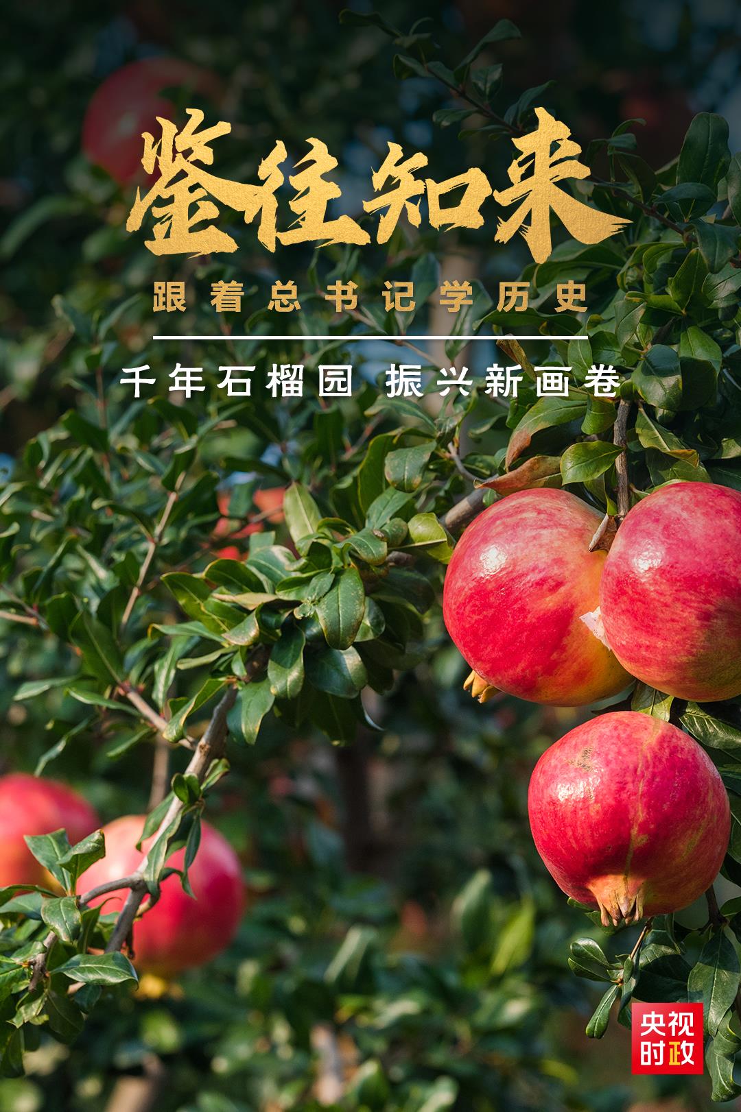 鑒往知來，跟著總書記學(xué)歷史丨千年石榴園 振興新畫卷