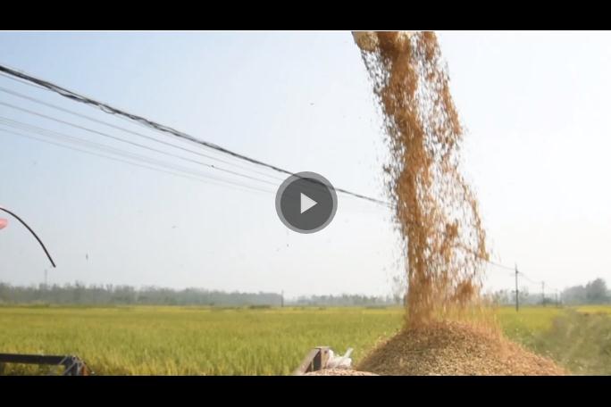 稻花香里說(shuō)豐年丨忙收割、忙接單……中原大地全面進(jìn)入“收秋時(shí)間”
