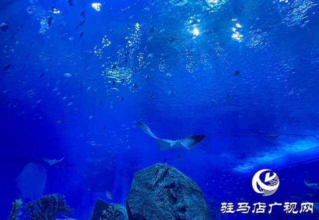 駐馬店多家旅行社負責(zé)人赴鄭州海昌海洋旅游度假區(qū)進行踩線活動