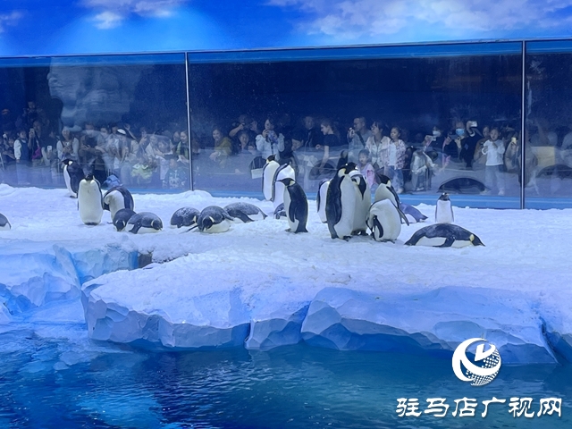 駐馬店多家旅行社負責(zé)人赴鄭州海昌海洋旅游度假區(qū)進行踩線活動