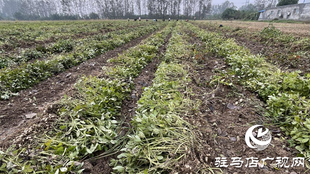驛城區(qū)百余畝高油酸花生結(jié)出致富“金豆豆”