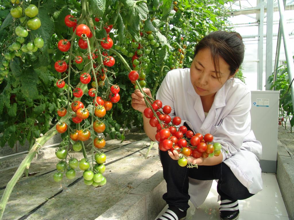 豐收季，來看這個國家農(nóng)業(yè)科技園區(qū)的“黑科技”