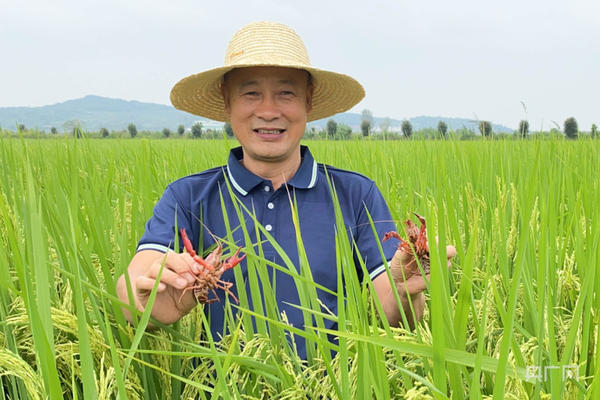 稻在水中長(zhǎng) 魚繞稻間游