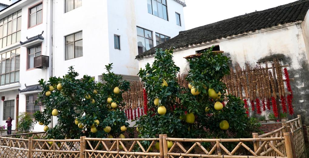 新聞多一點(diǎn)|婺源曬秋