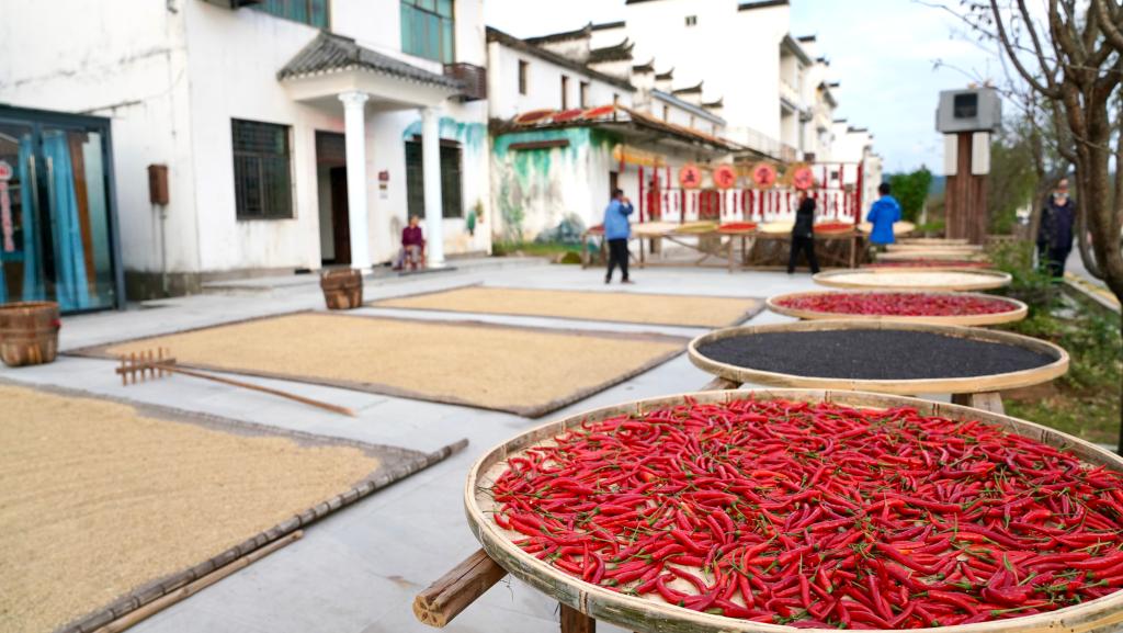 新聞多一點(diǎn)|婺源曬秋