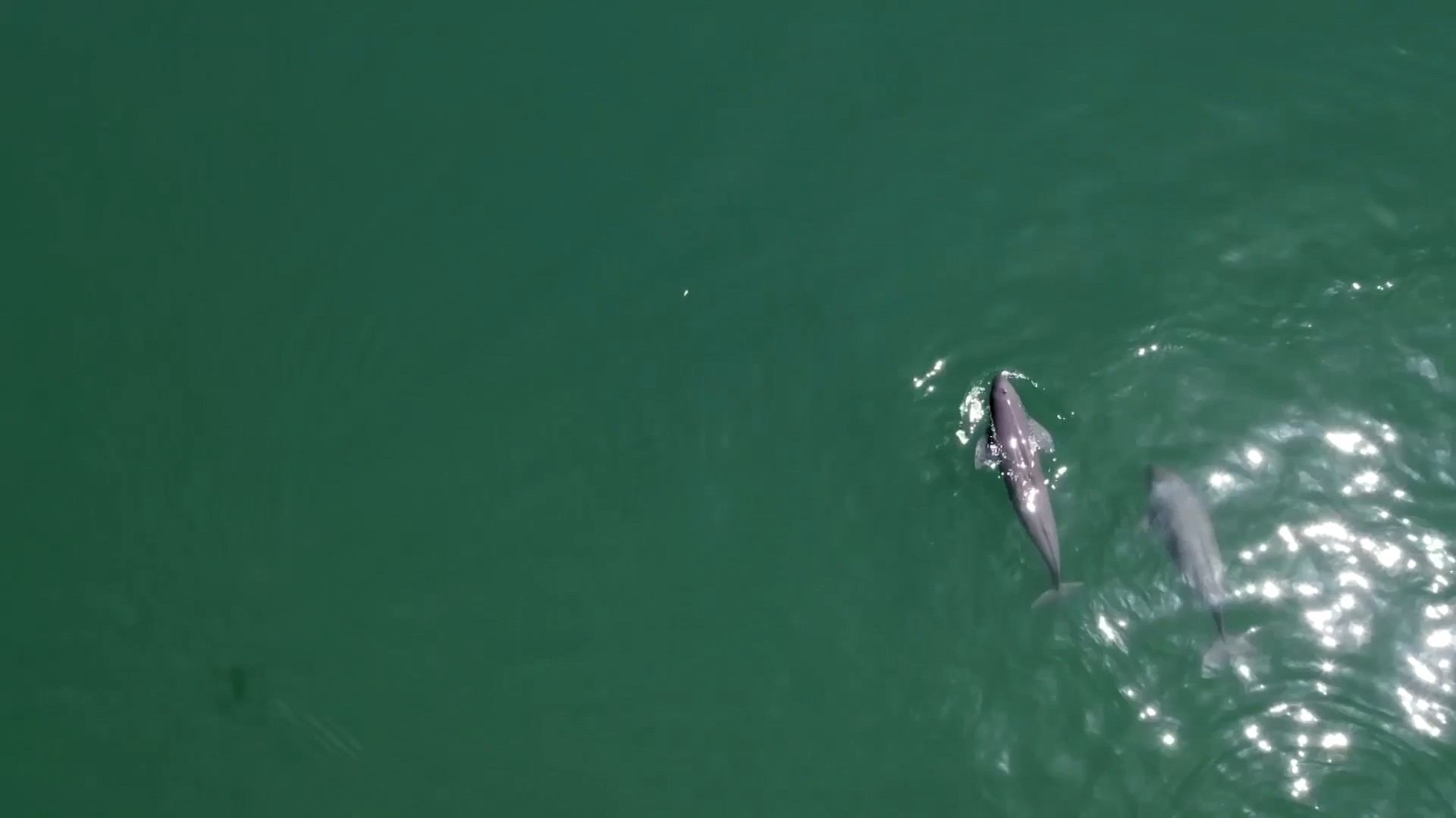 重磅視頻｜萬里長(zhǎng)江萬里情