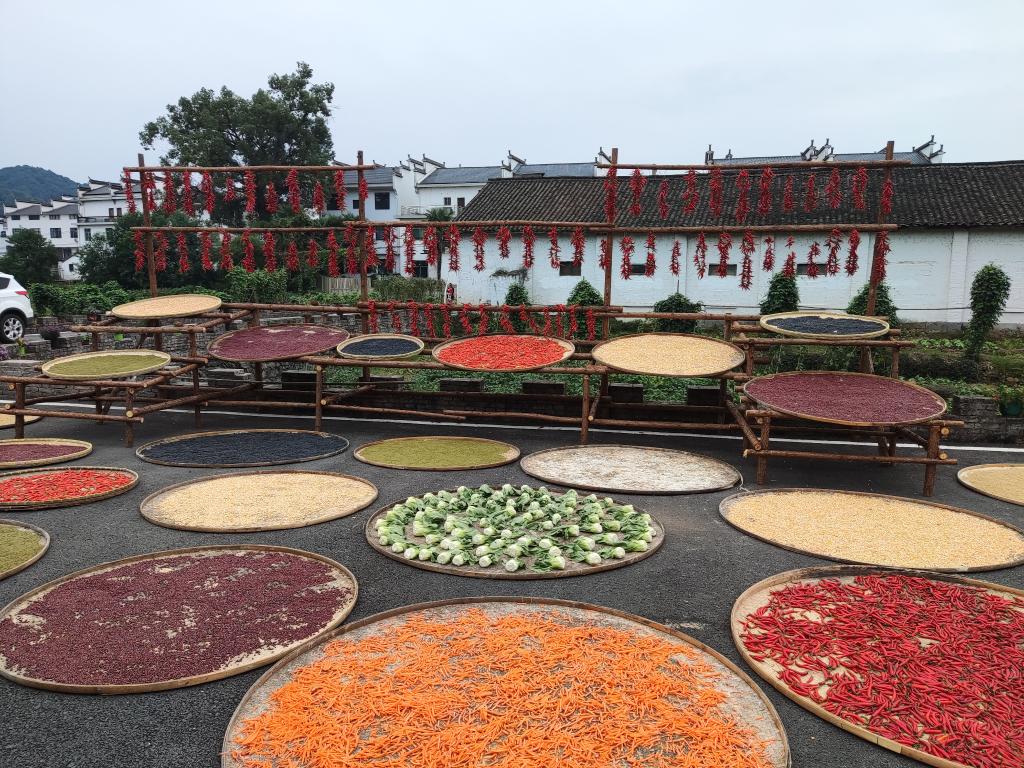 新聞多一點(diǎn)|婺源曬秋