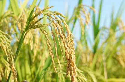 探訪高?！芭！睂?zhuān)業(yè)丨糧食的“七十二變”