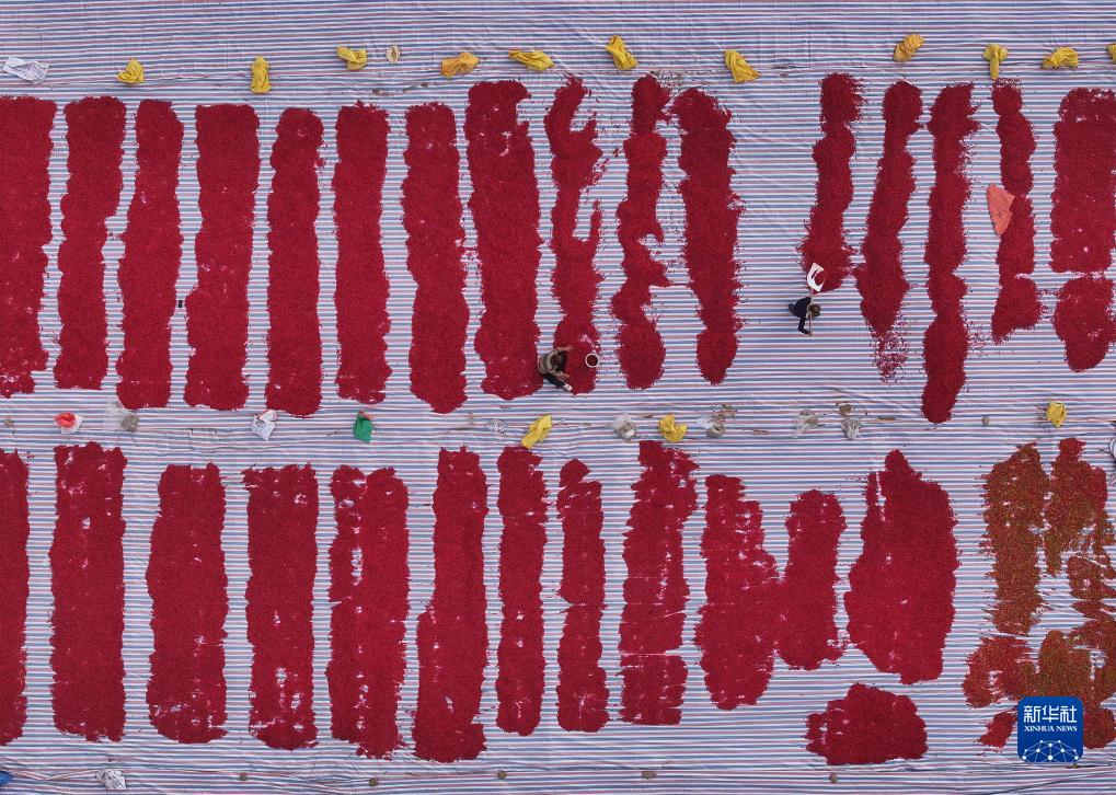 顆粒歸倉(cāng)！四個(gè)關(guān)鍵詞看各地?fù)屪マr(nóng)時(shí)保豐收