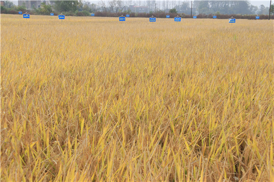 【解讀中原糧倉的密碼】信陽羅山:綠肥肥田 稻香米貴