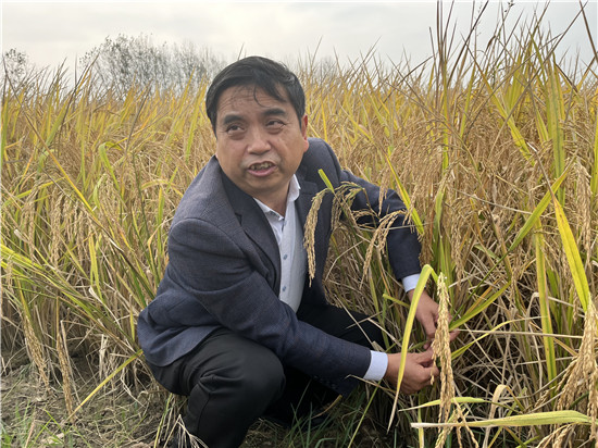 【解讀中原糧倉的密碼】信陽羅山:綠肥肥田 稻香米貴