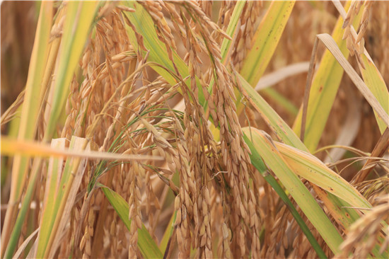 【解讀中原糧倉的密碼】信陽羅山:綠肥肥田 稻香米貴