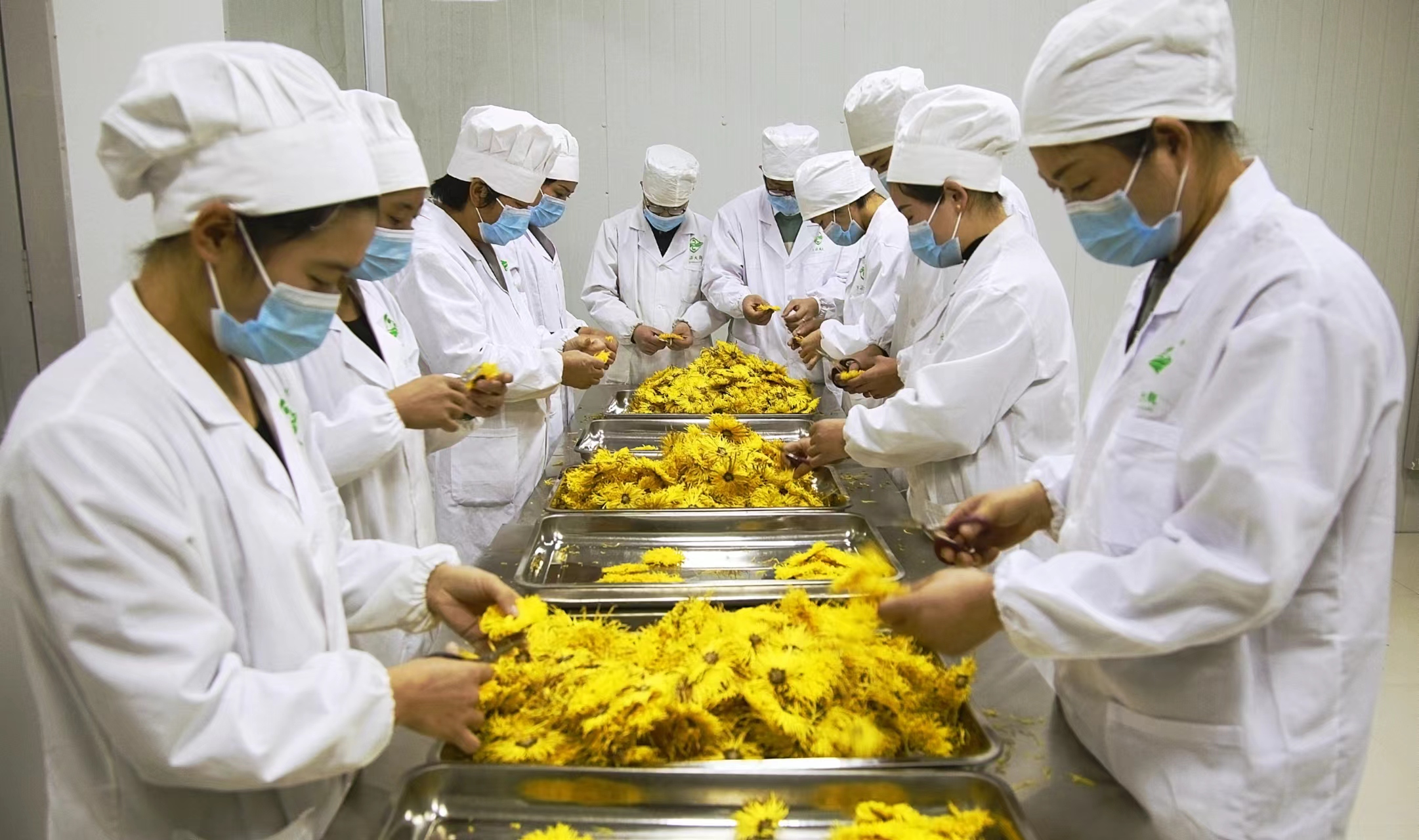 鄉(xiāng)村行·看振興|河南開封：以菊為媒助力產(chǎn)業(yè)錦上添花