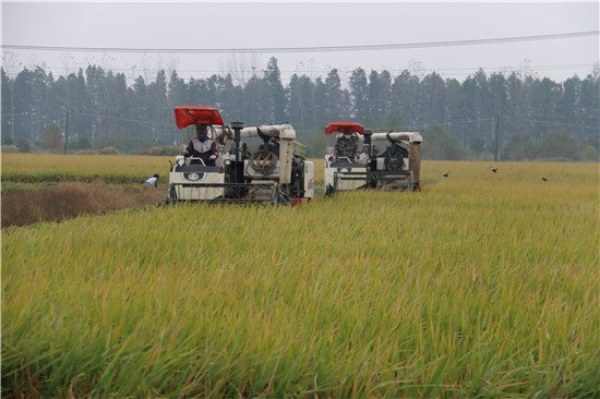 【解讀中原糧倉的密碼】信陽羅山:綠肥肥田 稻香米貴
