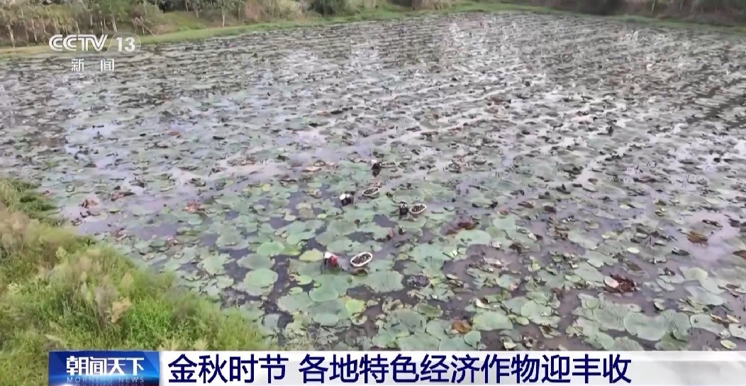 全國(guó)秋糧已收獲77% 冬小麥冬油菜播種有序推進(jìn)