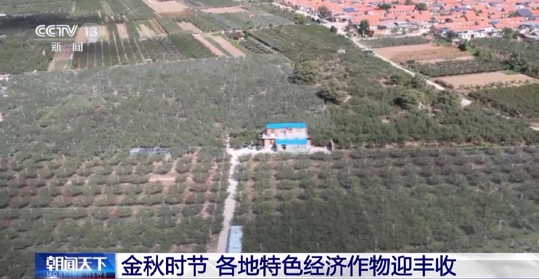 全國(guó)秋糧已收獲77% 冬小麥冬油菜播種有序推進(jìn)