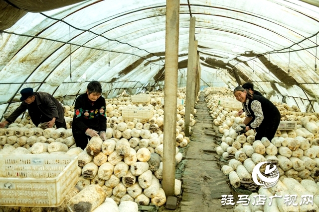 正陽縣清源街道：致富路上有“蘑”力 “菇”香點亮“產(chǎn)業(yè)興旺星”