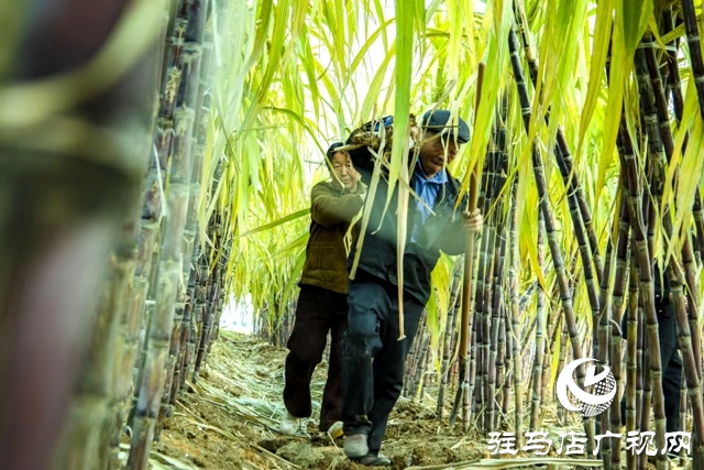 正陽(yáng)縣清源街道：甜蜜生活在“蔗”里