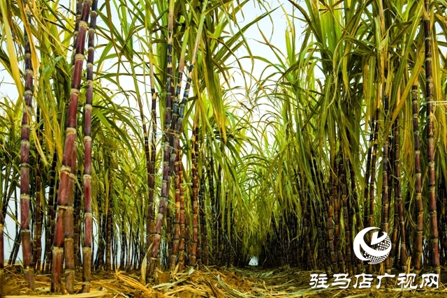 正陽(yáng)縣清源街道：甜蜜生活在“蔗”里