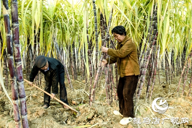 正陽(yáng)縣清源街道：甜蜜生活在“蔗”里