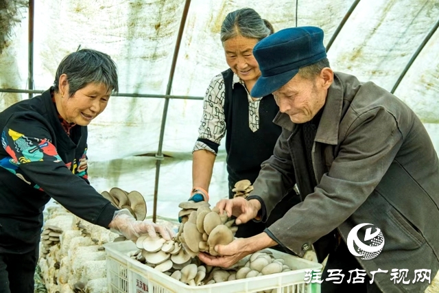 正陽縣清源街道：致富路上有“蘑”力 “菇”香點亮“產(chǎn)業(yè)興旺星”
