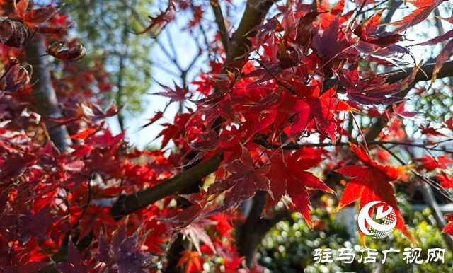 確山：盤龍山上楓葉紅
