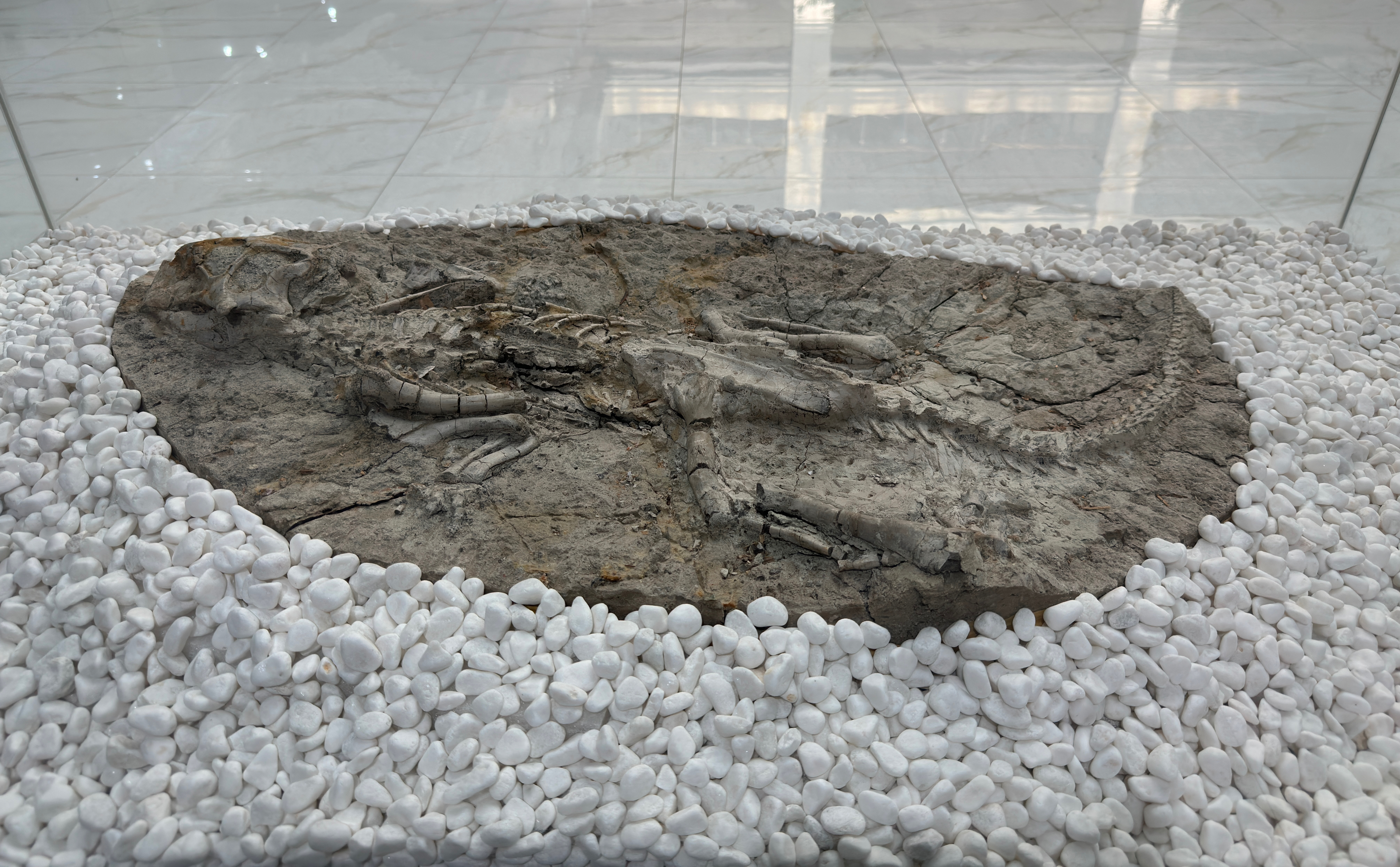 大學(xué)里的寶藏博物館?丨來一場“石”光之旅，探尋地球的記憶