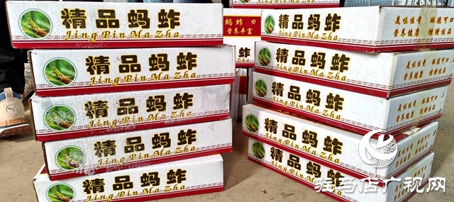平輿縣萬冢鎮(zhèn)牛莊村：小螞蚱“蹦”出致富路助村民飛“蝗”騰達