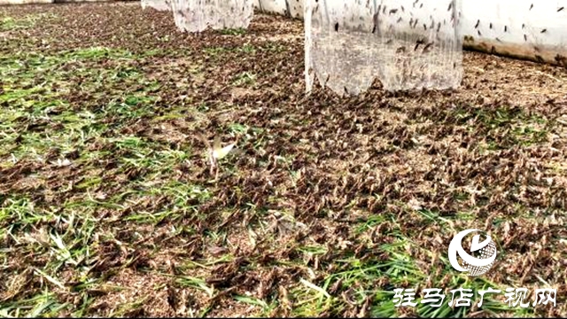 平輿縣萬冢鎮(zhèn)牛莊村：小螞蚱“蹦”出致富路助村民飛“蝗”騰達