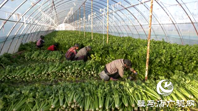 上蔡融媒樂(lè)助：芹菜每斤3角錢(qián)，量大從優(yōu)!