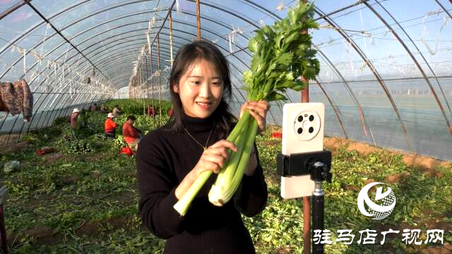 上蔡融媒樂(lè)助：芹菜每斤3角錢(qián)，量大從優(yōu)!