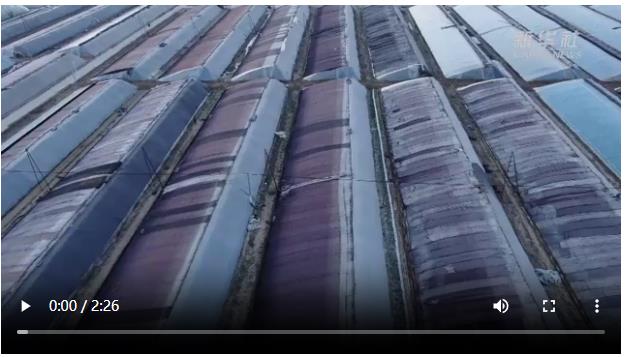 央媒觀豫 | 河南滑縣：全力應(yīng)對低溫寒潮 保障冬季蔬菜供應(yīng)