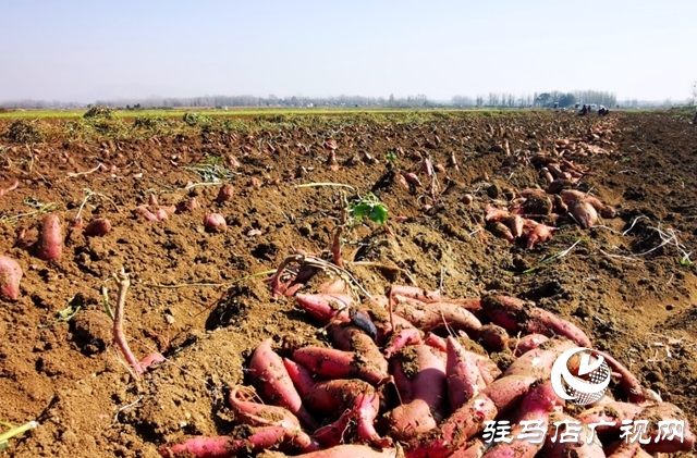 泌陽縣郭集鎮(zhèn)：小粉條做成大產(chǎn)業(yè)，助力農(nóng)民增收致富
