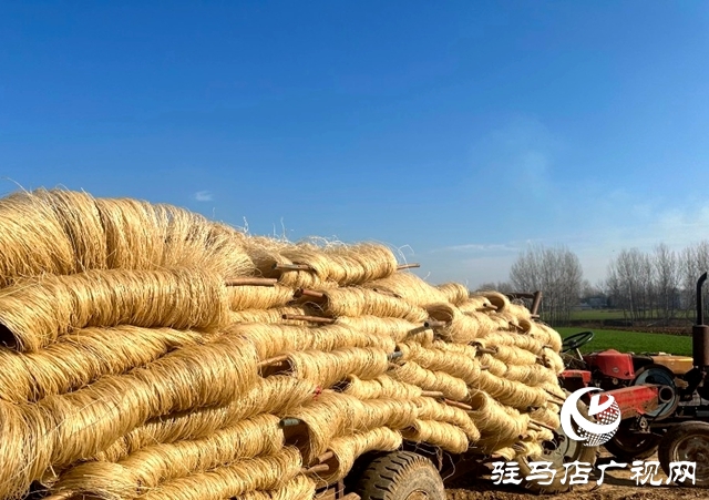 泌陽縣郭集鎮(zhèn)：小粉條做成大產(chǎn)業(yè)，助力農(nóng)民增收致富