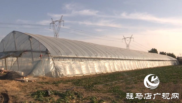 驛城區(qū)：積極應(yīng)對寒潮來襲 全力保障蔬菜生產(chǎn)