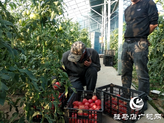 正陽(yáng)縣：大棚冬日暖 時(shí)蔬長(zhǎng)勢(shì)好