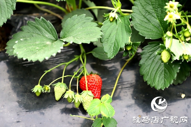 平輿縣古槐街道南陳社區(qū)：草莓采摘正當(dāng)時冬季限定小“莓”好