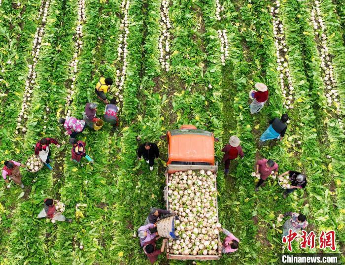 幾塊錢買一堆菜，今冬蔬菜為何跌出“白菜價(jià)”？