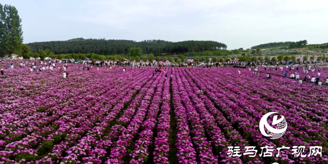確山縣：“確”字號(hào)道地藥材在全省超四成