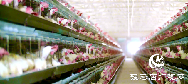 寒潮來襲 畜牧業(yè)生產(chǎn)這樣防范應對