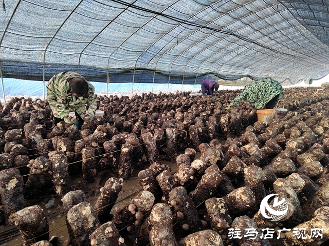 泌陽(yáng)縣楊家集鎮(zhèn)孟崗村：開展香菇規(guī)模化種植 打造“一村一品”特色產(chǎn)業(yè)
