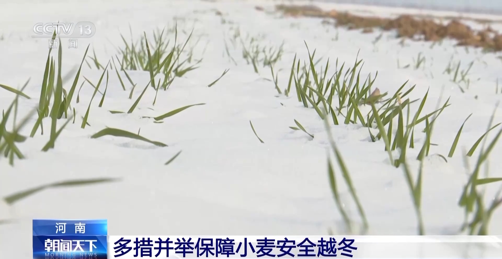 降雪降溫天氣小麥如何安全越冬？辦法來了