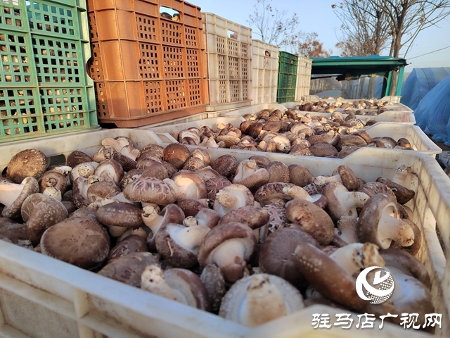 泌陽(yáng)縣楊家集鎮(zhèn)孟崗村：開展香菇規(guī)?；N植 打造“一村一品”特色產(chǎn)業(yè)