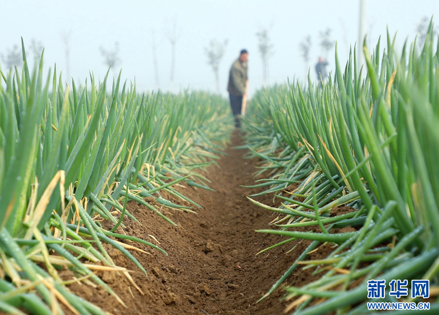 河南南陽:小寒至 農事忙