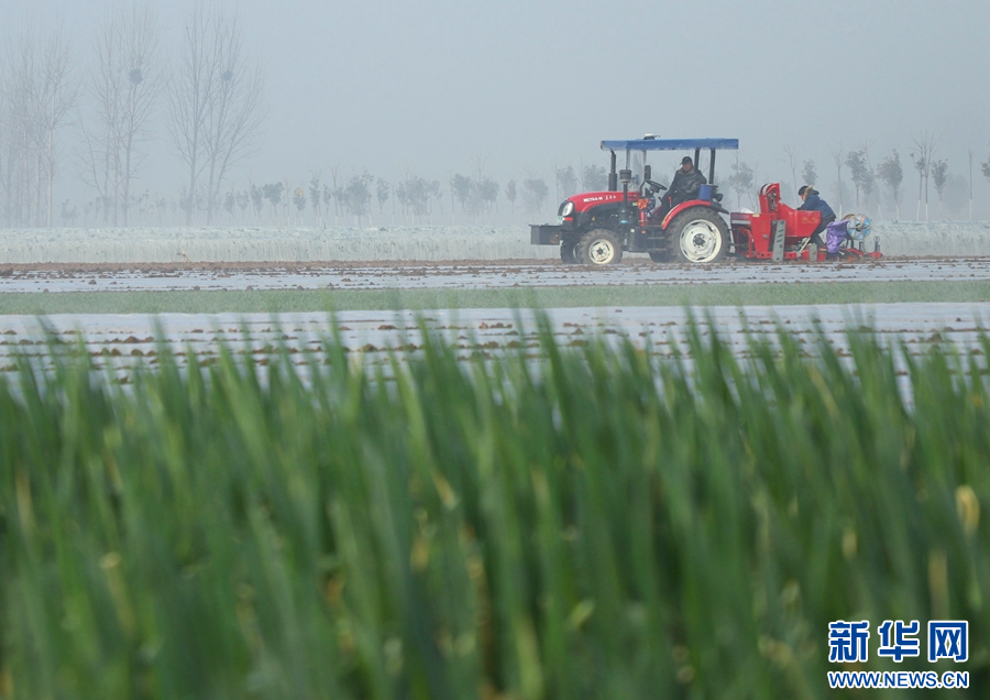 河南南陽:小寒至 農事忙