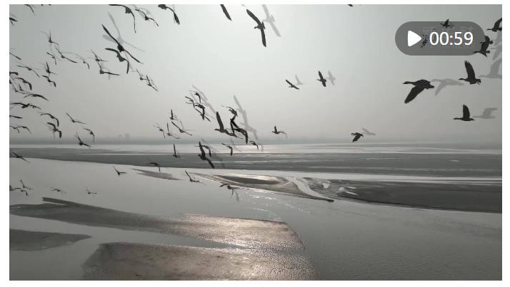 河南濮陽：壯觀！萬余只大雁飛抵黃河濕地越冬