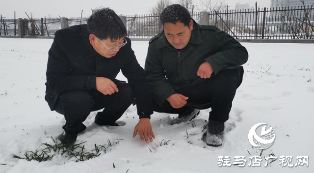 專家提醒：強降雪對小麥生長有利 但謹(jǐn)防凍害發(fā)生