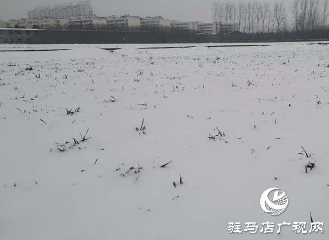專家提醒：強降雪對小麥生長有利 但謹(jǐn)防凍害發(fā)生