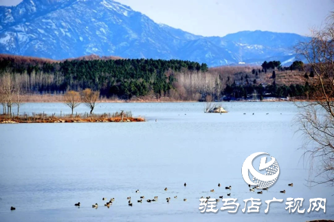 詩朗誦《銅山湖雪岸、玉樹、水鳥........絕美的一幅畫》